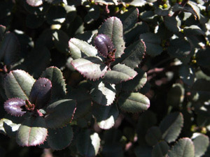 Rhamnus ludovicisalvatoris Plantas autóctonas para jardines